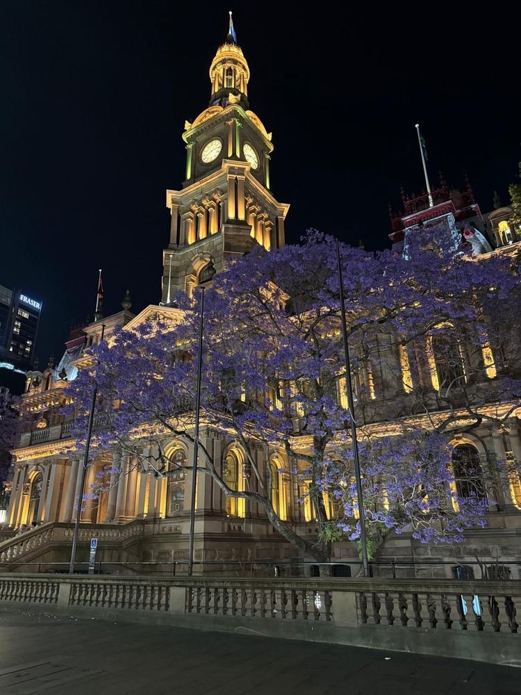 Prédio histórico do Town Hall de Sydney iluminado à noite, com jacarandás floridos